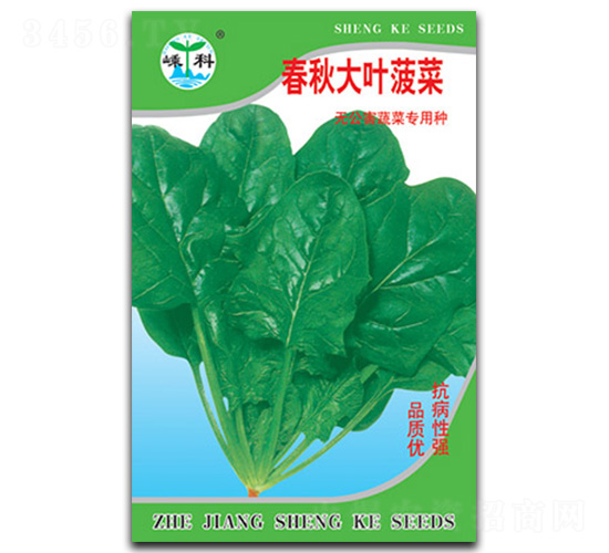 春秋大葉菠菜-菠菜種子-嵊科種業(yè)