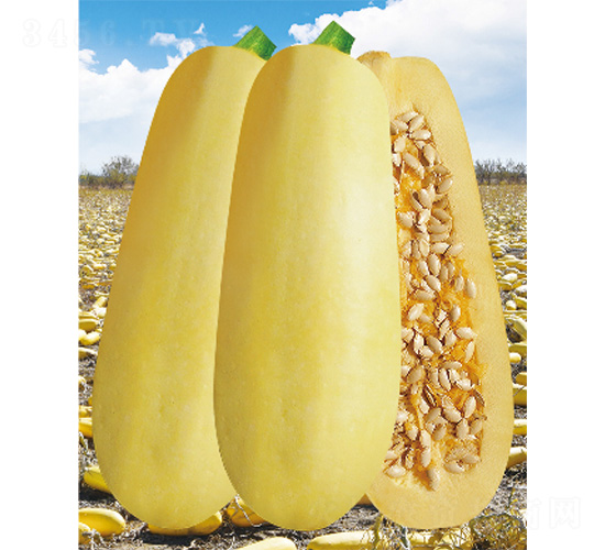 �M�}116-�����J�N��-����