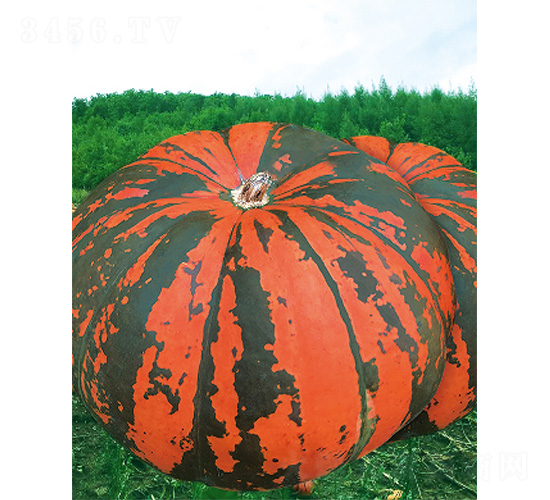 �M�}(c��ng)117-�ϹϷN��-����