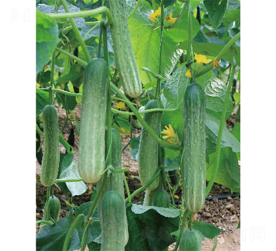 德亞DV-67-黃瓜種子-威爾