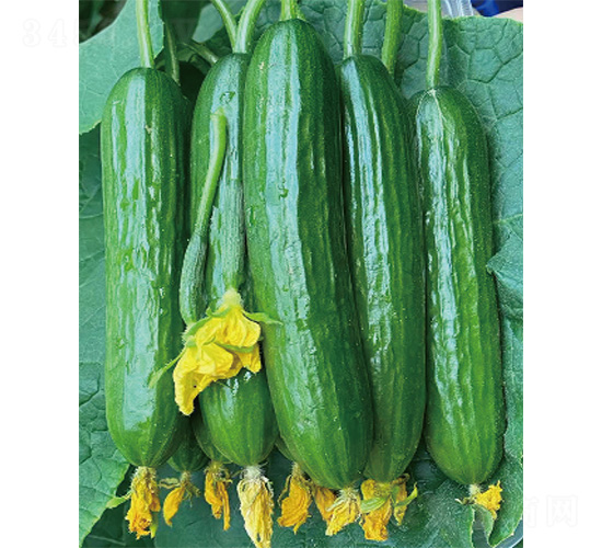 德亞DV-66-黃瓜種子-威爾