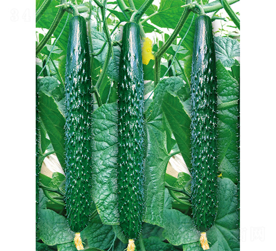 德亞DV-26-黃瓜種子-威爾