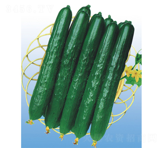 德亞DV-19-黃瓜種子-威爾