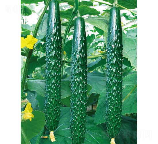 ��DV-11-�S�ϷN��-����