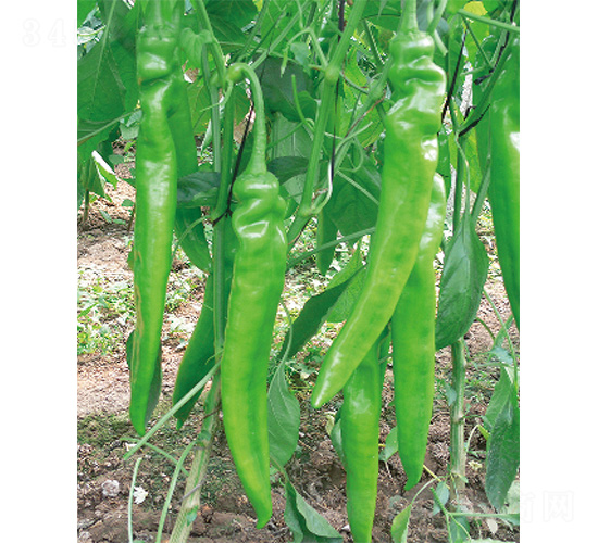 �׽���̖(h��o)-�����N��-����