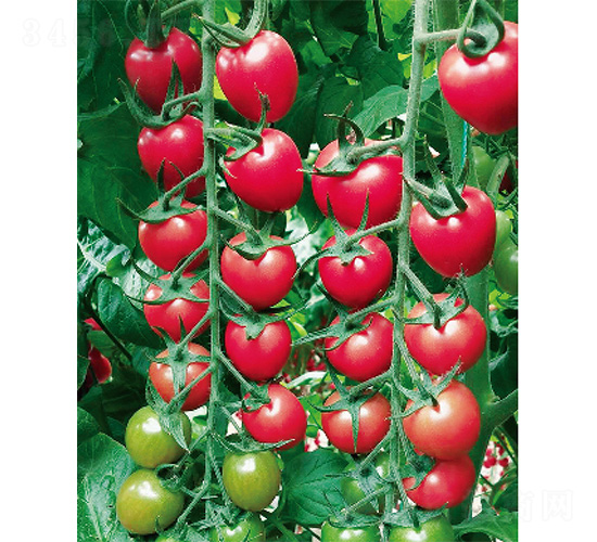 ���-���ѷN��-����