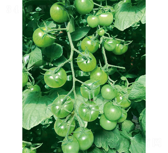 �G��ʯ-���ѷN��-����