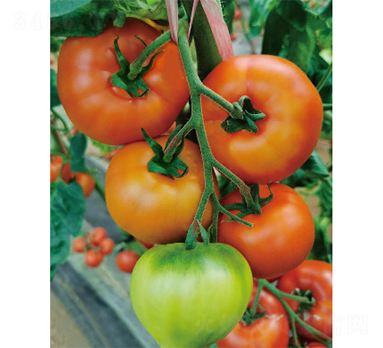 ���-���ѷN��-����