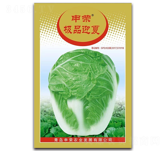 極品迎夏-白菜種子-申榮農業(yè)