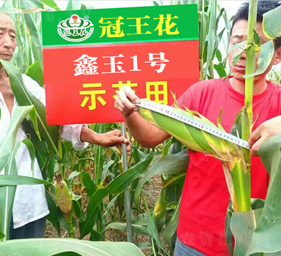 ����1̖-���׷N��-������