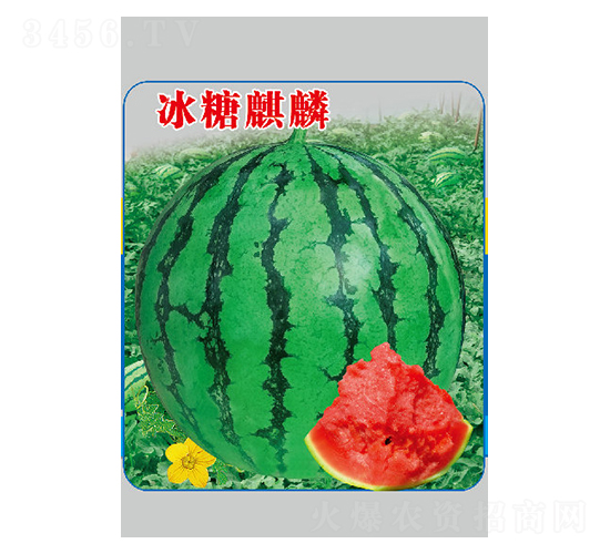 冰糖麒麟-西瓜種子-邢源農(nóng)業(yè)