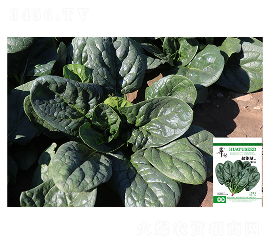 超能量-菠菜種子-邢源農業(yè)