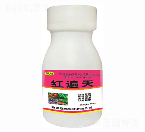 �t����-�ɰ�����