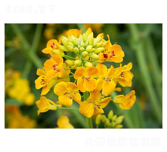 ��ɫ�Ͳ�-��̷N�I(y��)