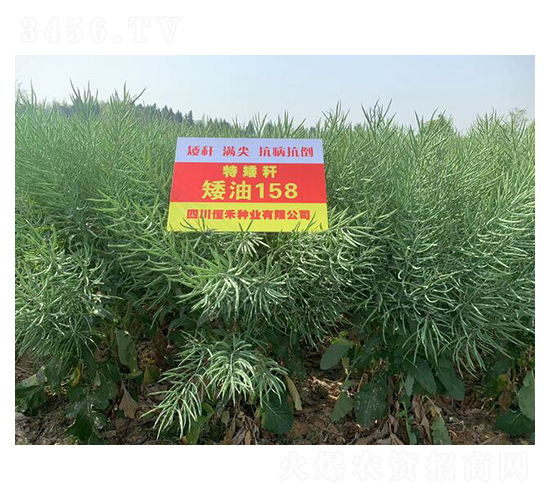 特矮桿油菜種子-矮油158-恒禾種業(yè)
