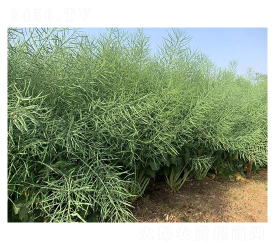 油菜種子-矮油早900-恒禾種業(yè)