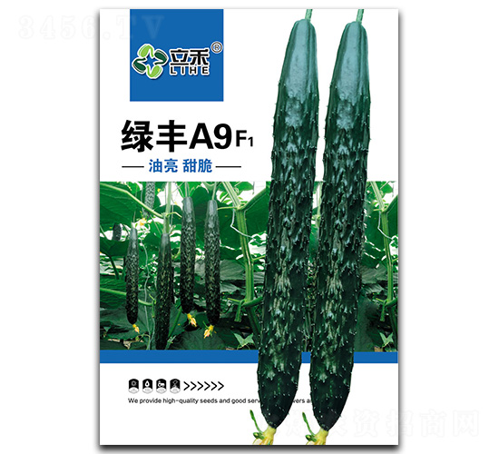 綠豐A9-黃瓜種子-閩皇種業(yè)