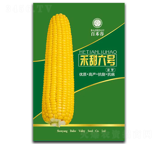 禾甜六號-糯玉米種子-百禾谷