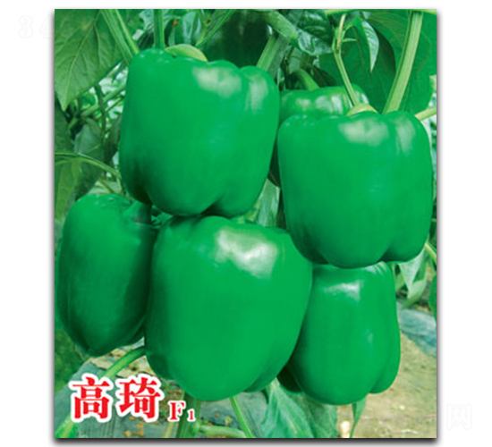 ����-�����N��-�ٺ̹�