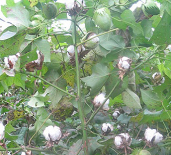 蘇雜208-棉花種子-明天種業(yè)