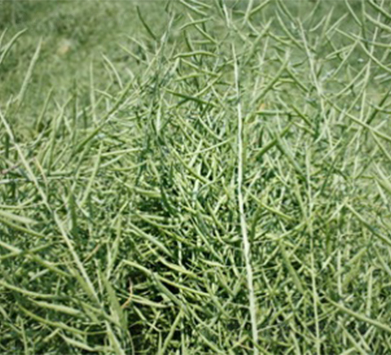 蘇油1號(hào)-油菜種子-明天種業(yè)