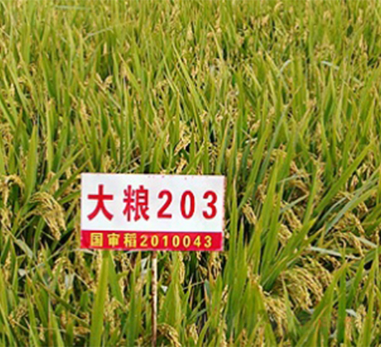 大糧203-水稻種子-明天種業(yè)
