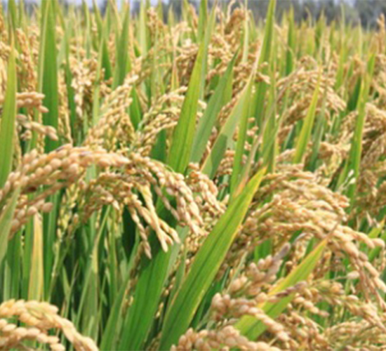 鎮(zhèn)稻14-水稻種子-明天種業(yè)