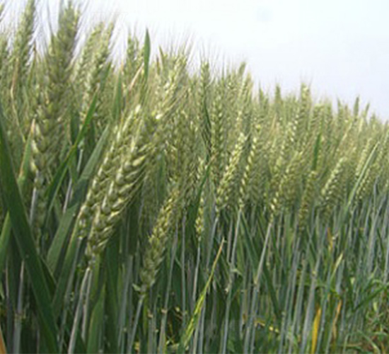 ����1̖(h��o)-С���N��-����N�I(y��)