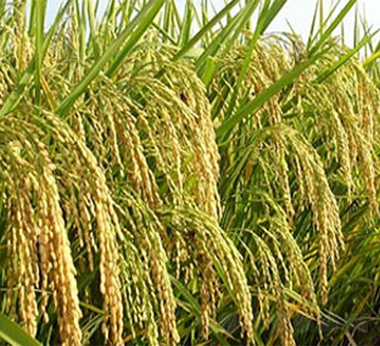 II優(yōu)084-水稻種子-明天種業(yè)