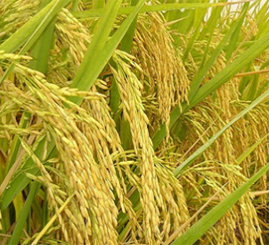 內2優(yōu)6號-水稻種子-明天種業(yè)