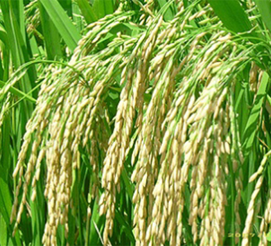 粵優(yōu)938-水稻種子-明天種業(yè)