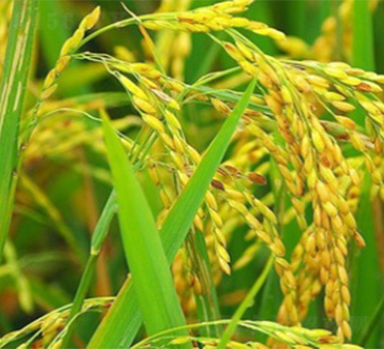 Ⅱ優(yōu)42-水稻種子-明天種業(yè)