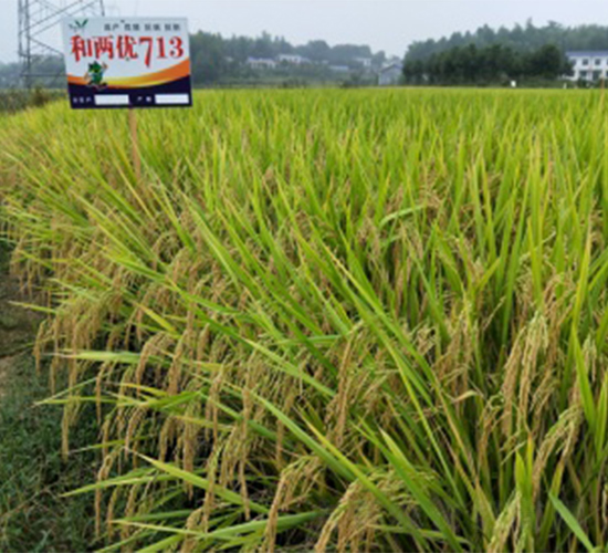 和兩優(yōu)713-水稻種子-明天種業(yè)