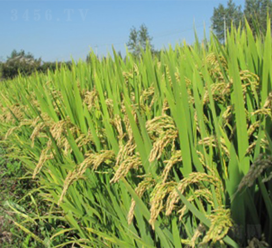 ����6̖(h��o)-ˮ���N��-����N�I(y��)