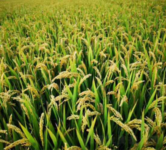 淮稻268-水稻種子-明天種業(yè)