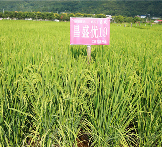 ��ʢ��(y��u)19-ˮ���N��-���ķN�I(y��)