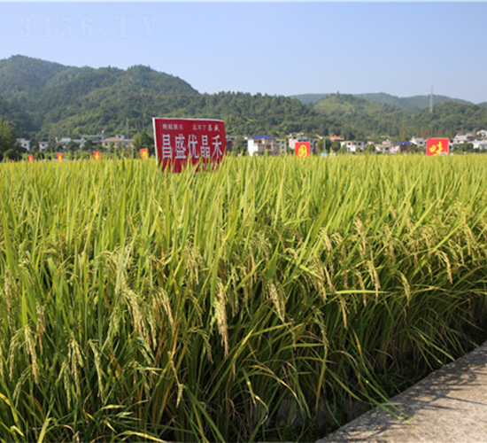 昌盛優(yōu)晶禾-水稻種子-天涯種業(yè)