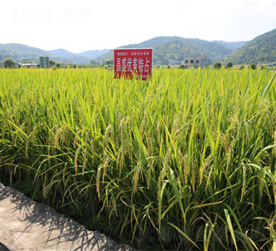 昌盛優(yōu)美特占-水稻種子-天涯種業(yè)