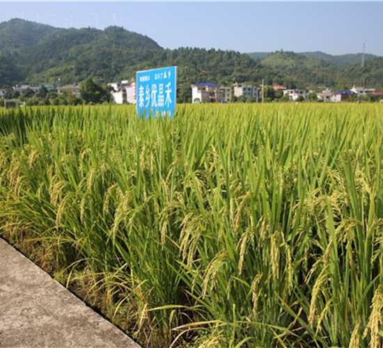 泰鄉(xiāng)優(yōu)晶禾-水稻種子-天涯種業(yè)
