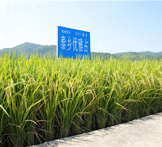 ̩�l(xi��ng)��(y��u)��ռ-ˮ���N��-���ķN�I(y��)