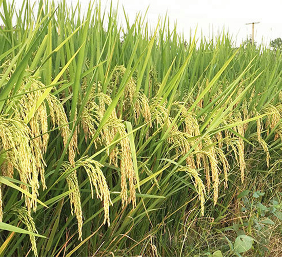 天優(yōu)雅占-水稻種子-天涯種業(yè)