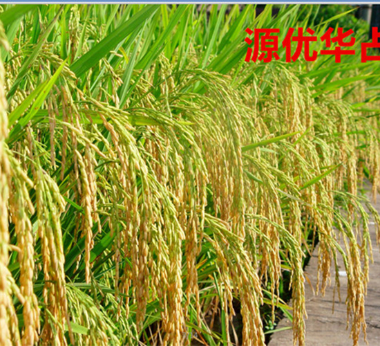 源優(yōu)華占-水稻種子-天涯種業(yè)