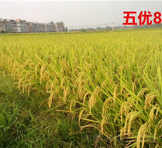 �僞(y��u)821-ˮ���N��-���ķN�I(y��)