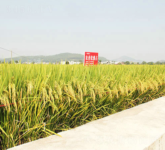 �r(n��ng)�マ(y��u)��ռ-ˮ���N��-���ķN�I(y��)