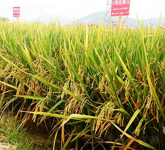 C�Ƀ�(y��u)��ռ-ˮ���N��-���ķN�I(y��)