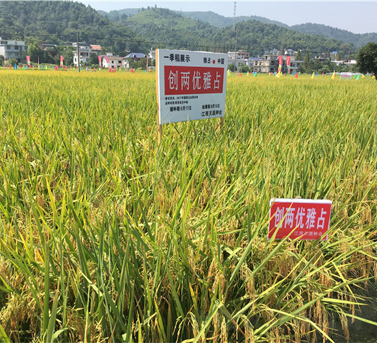 創(chuàng)兩優(yōu)雅占-水稻種子-天涯種業(yè)