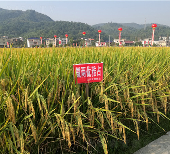 徽兩優(yōu)雅占-水稻種子-天涯種業(yè)