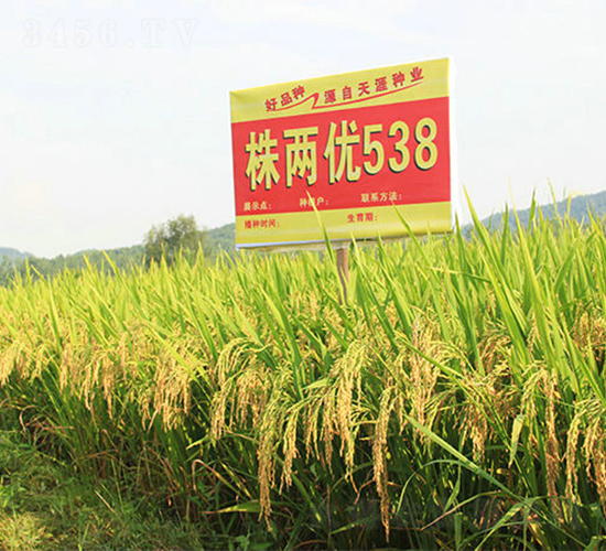 ��Ƀ�(y��u)538-ˮ���N��-���ķN�I(y��)