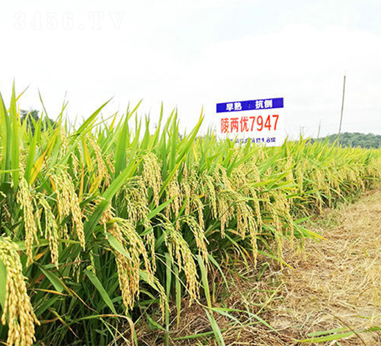 ��Ƀ�(y��u)7947-ˮ���N��-���ķN�I(y��)