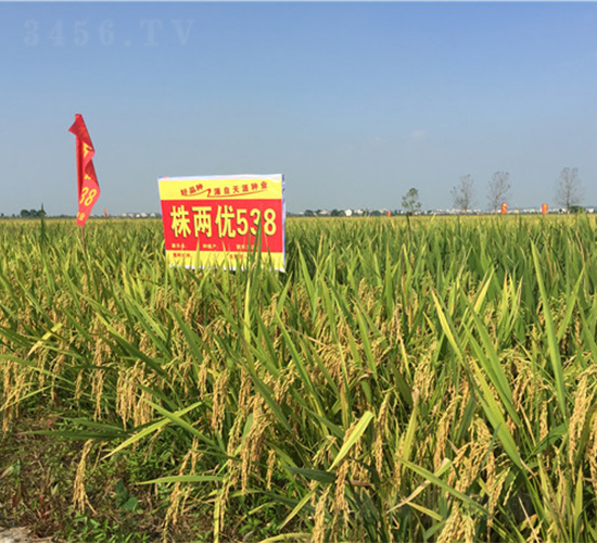 株兩優(yōu)538-早稻種子-天涯種業(yè)